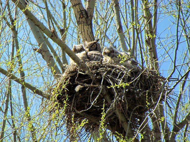 Nesting owls