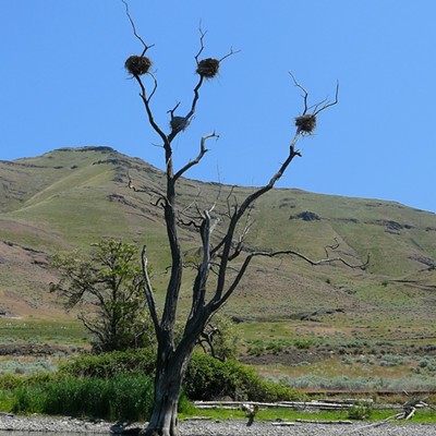 Nests of the Double-crested Cormorant along the Snake River in May. The adults are shy and leave the nests when approached at a distance. They range from Alaska to Florida and Mexico. The name derives from a small double crest of white feathers that develop in breeding season. They mainly eat fish and hunt them by swimming and diving. The feathers are not waterproof; they must spend time drying them out after being in the water. Photo by Mal Furniss of Moscow.