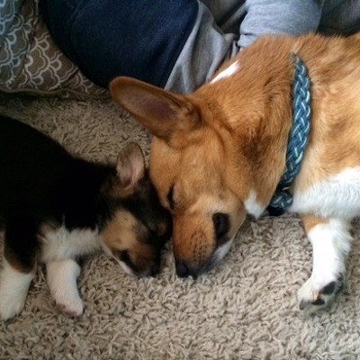Luna, a 7-week-old pembroke welsh corgi, with Rue, a&nbsp;17-month-old prembroke welsh corgi. This was Luna's second day home with us. The two pups became fast friends.
