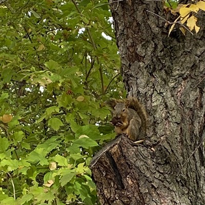 A cute squirrel perched on a tree branch, happily eating lunch.  I had to look twice to see the little guy because he blends in so well.  He wasn’t the least bit afraid as I crept closer to get the photo.  It was taken on the Lewiston levee.