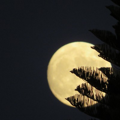 Shadowy branches on a Norfolk Pine in the foreground of the August 10 full moon over Southern California.