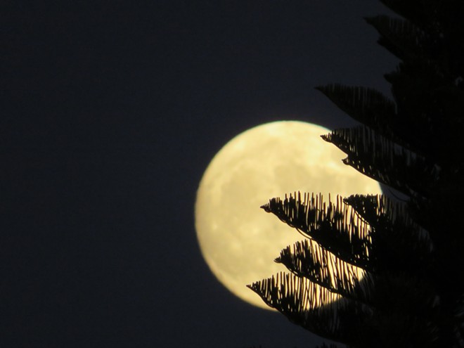 Norfolk Pine Full Moon 1