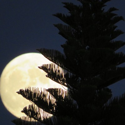 Midsection of a Norfolk Pine in the foreground of the August 10 full moon rising over Southern California drenched in a midnight blue sky!
