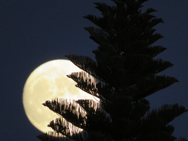 Norfolk Pine Full Moon 2