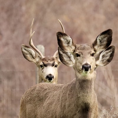 Stan Gibbons quips that sometimes mule deer seem to be all ears. Photographed near the Grande Ronde River on 12/13/2023.