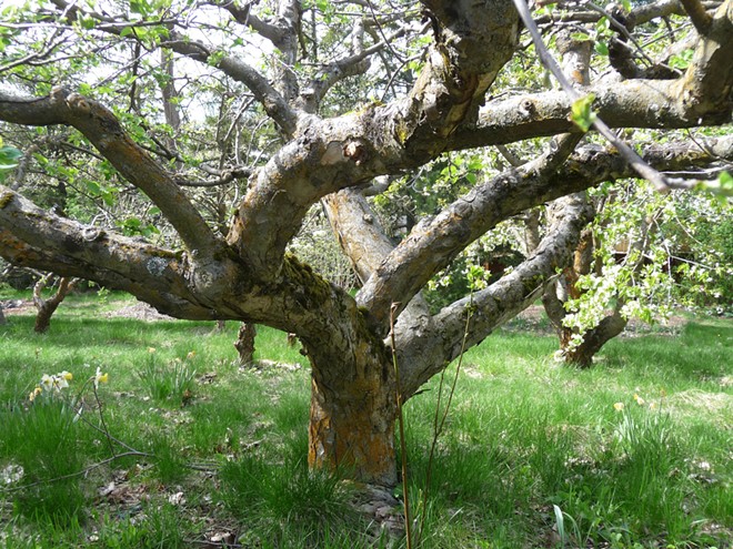 Old apple tree