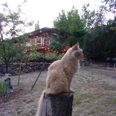 Of course this is the perfect spot for my friend Jill's cat in her Pullman backyard.
Taken at the Palouse Choral Society's welcome back picnic on August 30th.