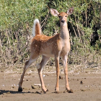 'On the Spot' After quenching its thirst at Mann Lake, an inquisitive whitetail deer pauses for its photo. Stan Gibbons of Lewiston captured this moment on 9/13/2012.