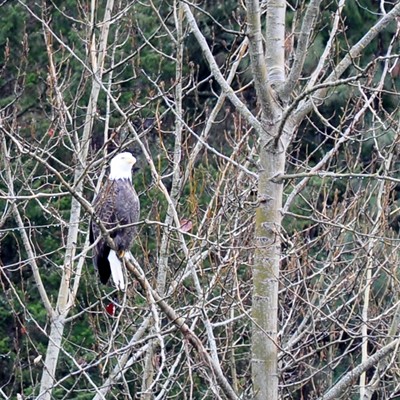 While driving up Potlatch creek a Bald Eagle landed in the trees close to the river to hopefully find lunch swimming by. By Jerry Cunnington, 12/2020.