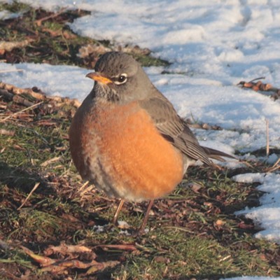 A less than happy robin at Chief Timothy Park maintaining the local robins' tradition of arriving in the Lewis Clark valley in time for a February snowstorm.
    
    February 21, 2019
    Chief Timothy Park west of Clarkston, WA
    Photographer; Nan Vance