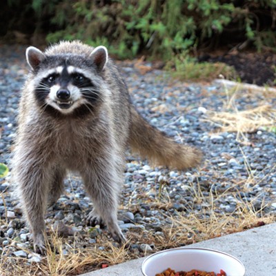 One Smiley Racoon