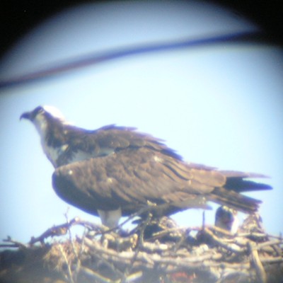 i see your osprey and raise you 2. this nest is on the clarkston side of the river . have been watching this pair since they began work on their nest.