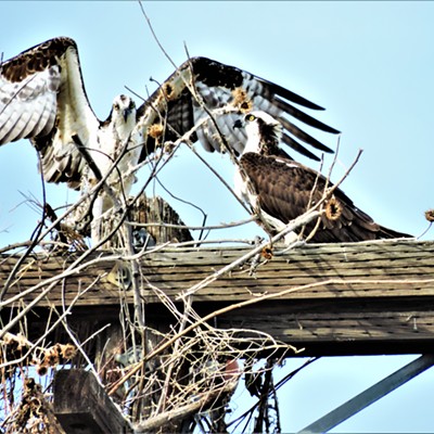 Two ospreys making a nest on a power pole two miles north of Asotin, WA. along the Snake River on April, 23, 2021