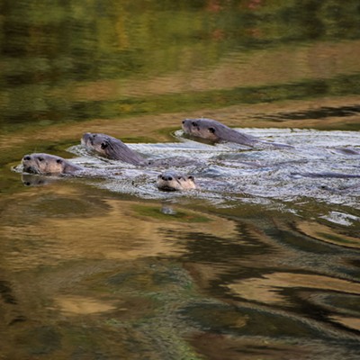 An otter family with one adult otter, presumably the mother, and three nearly grown pups were romping around Kiwanis Park on October 23, 2018. Photo by Stan Gibbons of Lewiston.