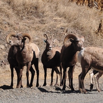 While driving up Asotin Creek 0n 10/9/202, I met these Mountain Sheep out for a stroll on the road. I was able to get this shot before they were frightened by another car and ran off.
    By Jerry Cunnington