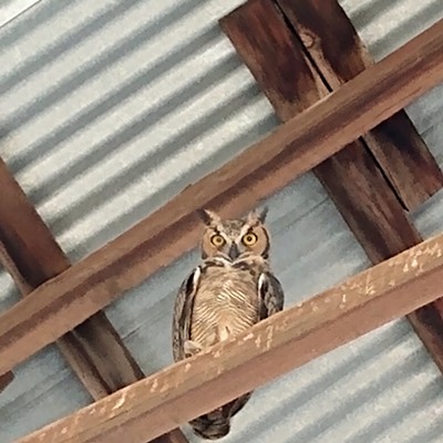 One of the two owls that took up residence in an open barn next to our home.
    
    July 28, 2020
    Pullman, Washington
    Steffanie Colvig