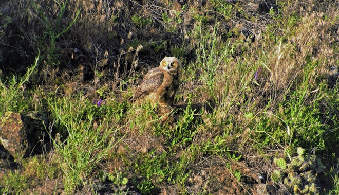 Owl Getting Ground View