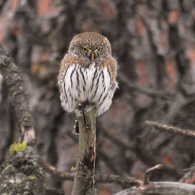 'Owl Scowl' Smaller than a robin, a Northern Pygmy Owl perches in a pine tree along the Grande Ronde River. Photo by Stan Gibbons on 12/18/2012.