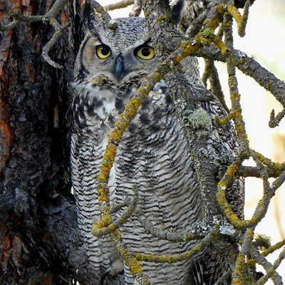 Picture taken in October 2022 of owl between Troy and Moscow ID