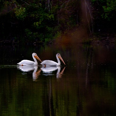 Pair of pelicans at Swallows park. Taken on July 10 by mike gutgsell