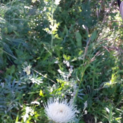 This is a "rare" and "non-invasive" Palouse Thistle, photographed July 4th at Rose Creek Preserve.
