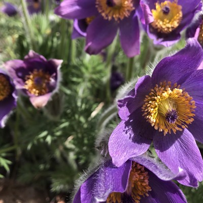 Pasqueflowers (Pulsatilla) in bloom, 05-07-20, Pullman WA, Kathleen Ryan