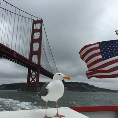 Patriotic seagull