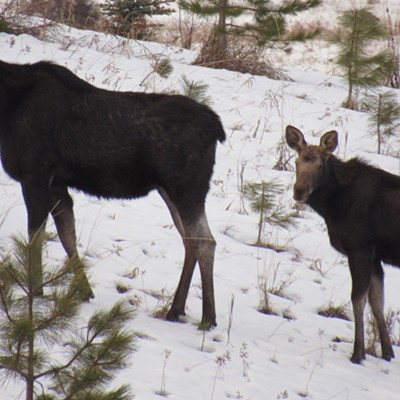 "A cow moose and her calf stopped in our front yard to pose. Martha and Minnie Moose were invited in for tea but declined," says Karen Purtee of Moscow. The pair were photographed by her daughter Charlene Purtee at teatime on January 8, 2021 East of Moscow.
