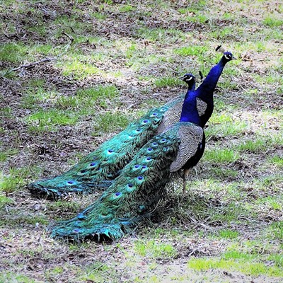 These two Peacocks were seen March 26, 2019 near the Grande Ronde River. Mary Hayward of Clarkston captured this shot.
