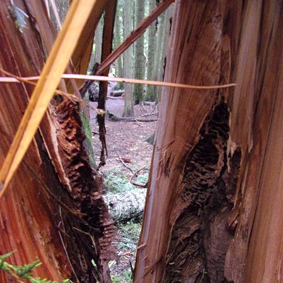 Really cool to look inside an old tree and see evidence of all kinds of activity that was previously hidden.