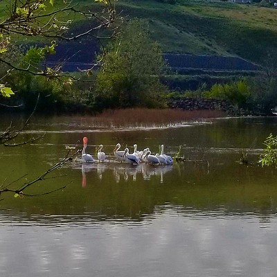 A pelican gathering at Swallows Nest pond in Clarkston. Picture taken by Sue Young on 5/7/17.