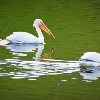 These pelicans were spotted on Evans Pond looking for food. Taken May 25, 2017 by Mary Hayward of Clarkston.