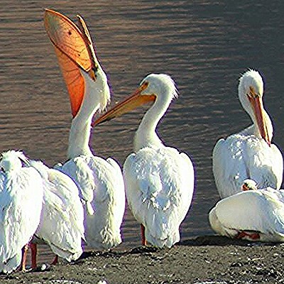 Pelicans early morning 5-14-15. Along the bank of the snake river. Photo by Christy Aeling Grim of Clarkston.