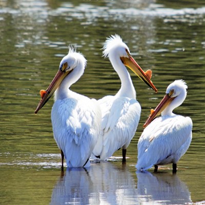 Three pelicans enjoying the sunny day. Taken May 7, 2019 by Mary Hayward of Clarkston.