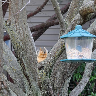 This squirrel has come to our bird feeder several times trying to see if it might get an easy meal. He was considering his attack 2/2021.  By Jerry Cunnington
