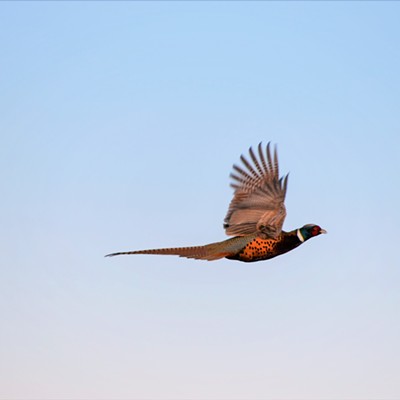 A male pheasant in flight just outside of Clarkston. Mary Hayward captured this November 9, 2020.