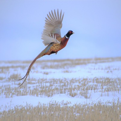 Pheasant in Flight