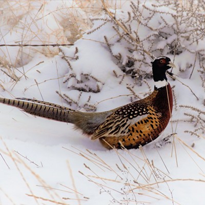 This pheasant was seen near Anatone, January 14, 2020 and Mary Hayward of Clarkston captured the shot.