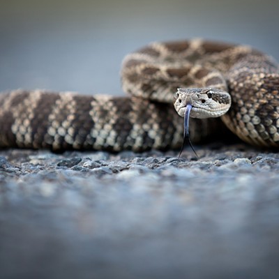 Pic 3 - Northern Pacific Rattlesnake up Asotin Creek Road