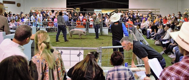 Pig Auction  at the Nez Perce County Fair, 2016