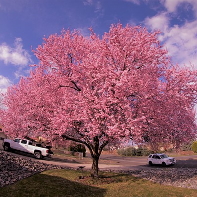 One of our neighbors has this most beautiful tree in their front yard and I just had to ask them if I could take a shot of it in Clarkston on March 28, 2021. A fish eye lens was used.