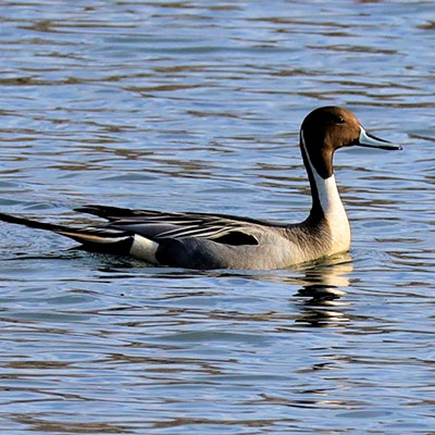 Elegant curves and patterns with subtle colors define a male pintail duck, photographed last year on March first at the Swallows Boat Ramp area by Stan Gibbons.