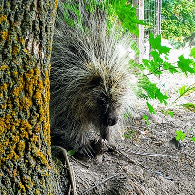 Porcupine visiting our poplar trees for a shady place to nap until dusk.