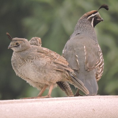 A male Quail and a couple of his brood were watching over the other family members atop a wall in our Normal Hill backyard.&nbsp;Taken 8/20/2015.