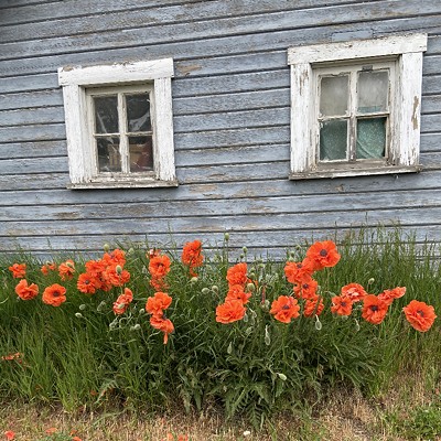 While going to yard sales in Moscow, Idaho, my friend and  and pulled up next to this old building. The poppies were magnificent!