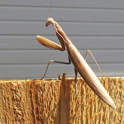 This praying mantis was sitting on the neighbor's fence enjoying the sun while I was mowing the lawn. I am told that if they make it through the winter their color goes from green to brown and they only live one year. They are beneficial to gardeners as they eat many types of insects. This photo was taken in Lewiston on August 18, 2016 by Nigel LeGresley at his residence.