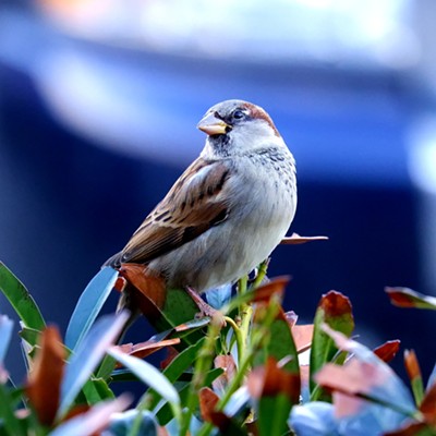 This handsome guy posed for a photo shoot right outside my kitchen window!