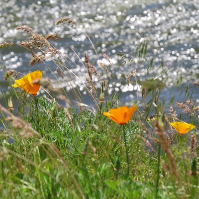 Three pretty poppies bask in the sunshine on the banks of the swollen Clearwater River. Le Ann Wilson took the photo near the Orofino City Park on May 12.