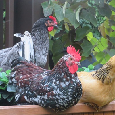 Happy hens Jewell and Usha flank Archie Windsor, a cocky, Speckled Sussex rooster. Le Ann Wilson snapped a picture of the pretty poultry as they basked in afternoon shade. The fowl photo was taken August 7 in Orofino.