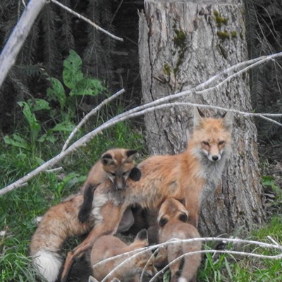 Proud Mother Fox and Her Little Foxes Five